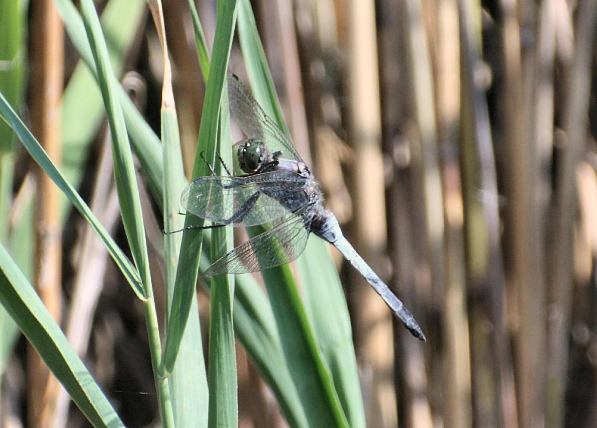 Anax parthenope ?? Orthetrum cancellatum !!!